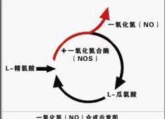 1656319348724740.jpg 一氧化氮合成.jpg